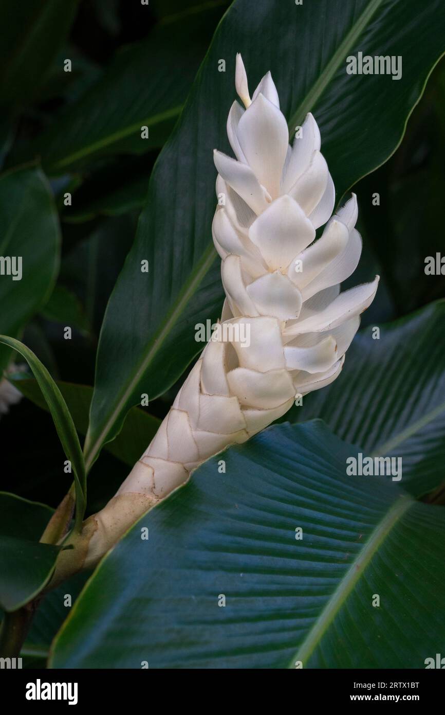 Taha'a, Gesellschaftsinseln, Französisch-Polynesien. Stockfoto