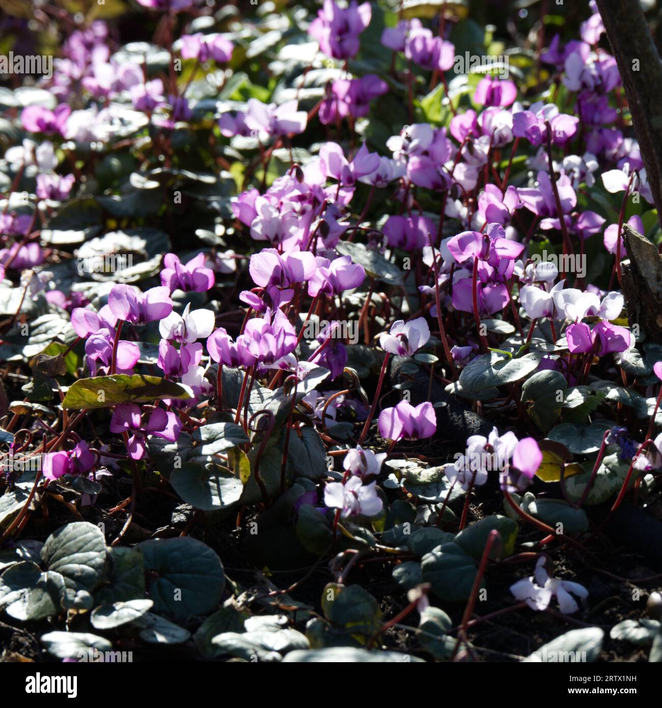 Späte Winterblumen von Cyclamen Coum UK Garten Februar Stockfoto