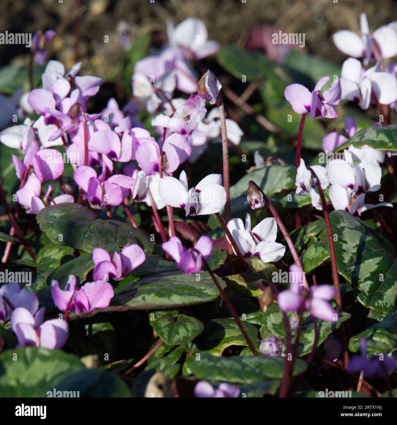 Späte Winterblumen von Cyclamen Coum UK Garten Februar Stockfoto