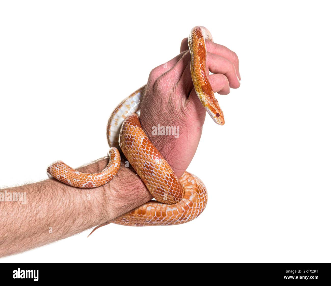 Mensch-Hand-Handling-Maisschlange, Pantherophis guttatus Stockfoto