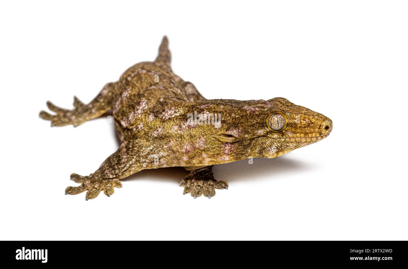 Neukaledonia-Bumpy-Gecko, Rhacodactylus auriculatus Stockfoto