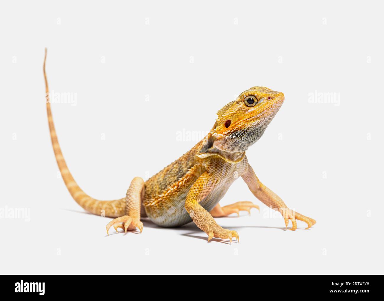 Pogona, Pogona vitticeps, vorne stehend, isoliert auf grau Stockfoto