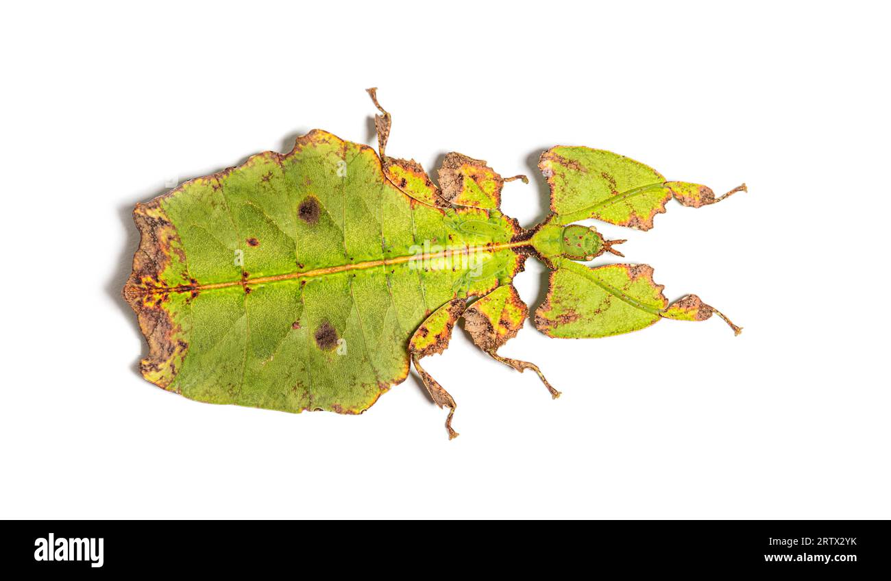 Draufsicht auf ein Blattinsekt, Phyllium giganteum, isoliert auf weiß Stockfoto