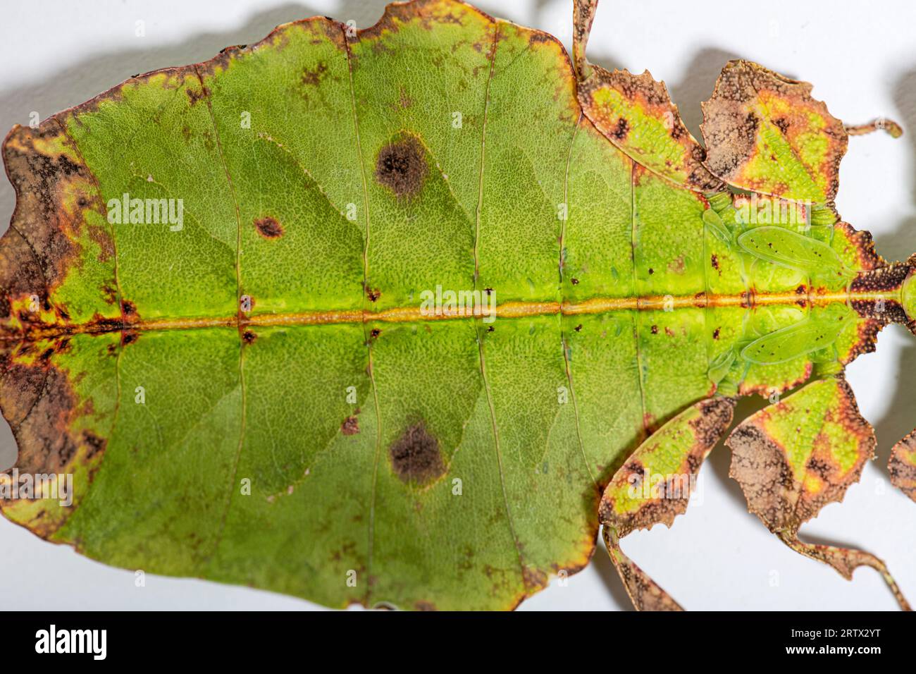 Draufsicht auf ein Blattinsekt, Phyllium giganteum, isoliert auf weiß Stockfoto