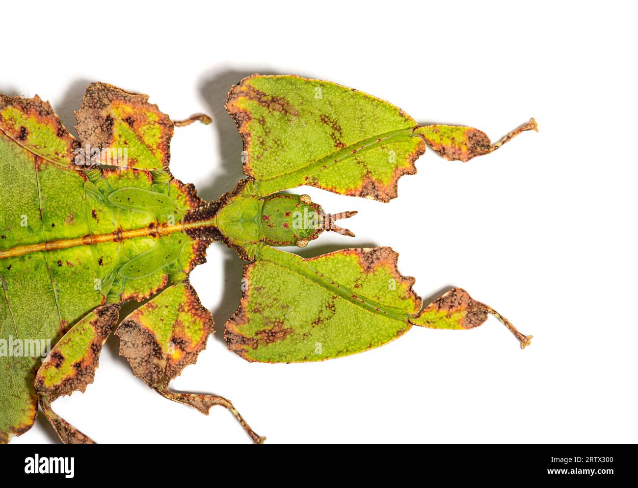 Draufsicht auf ein Blattinsekt, Phyllium giganteum, isoliert auf weiß Stockfoto