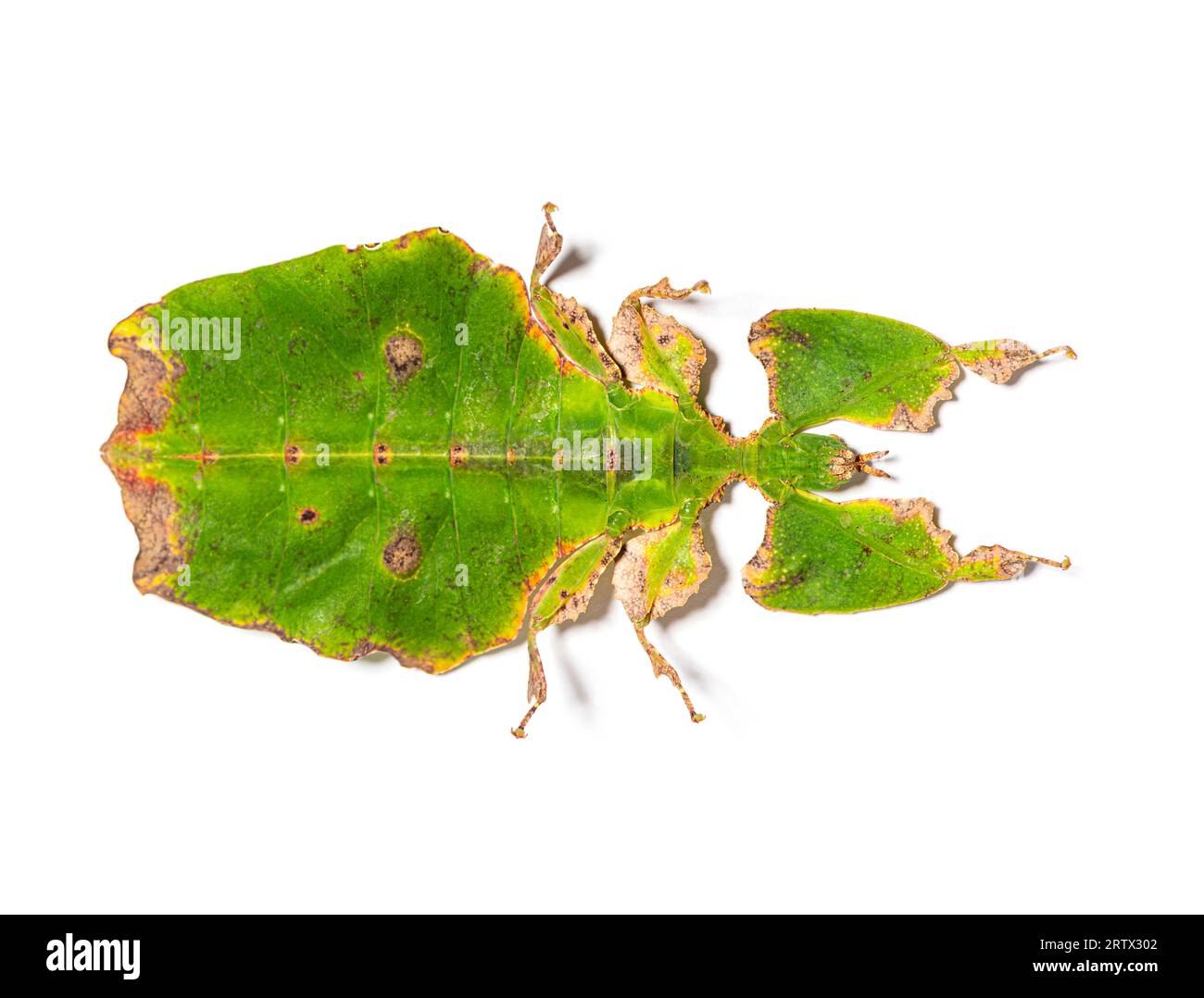Draufsicht auf ein Blattinsekt, Phyllium giganteum, isoliert auf weiß Stockfoto