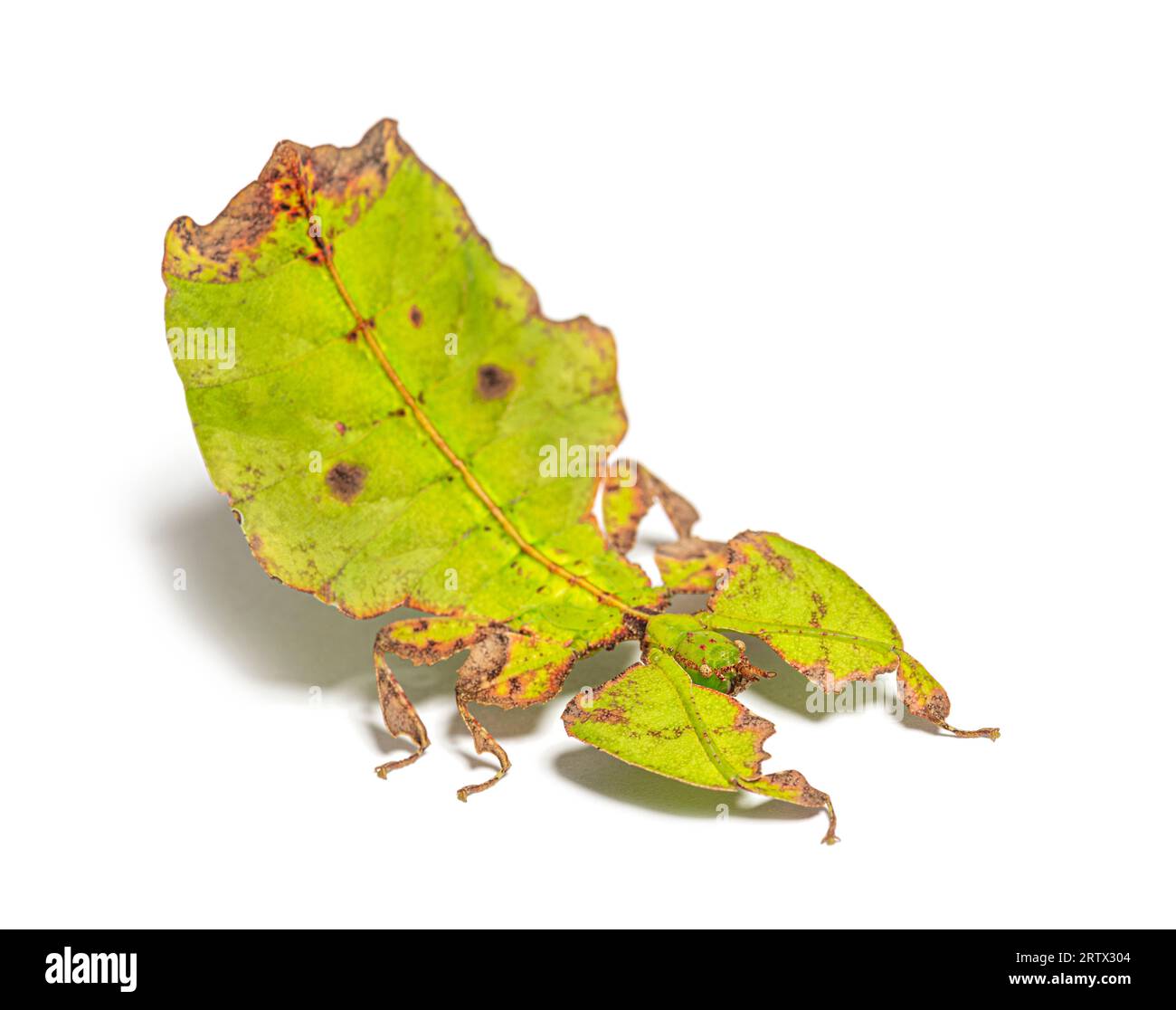 Seitenansicht eines Blattinsekts, Phyllium giganteum, isoliert auf weiß Stockfoto