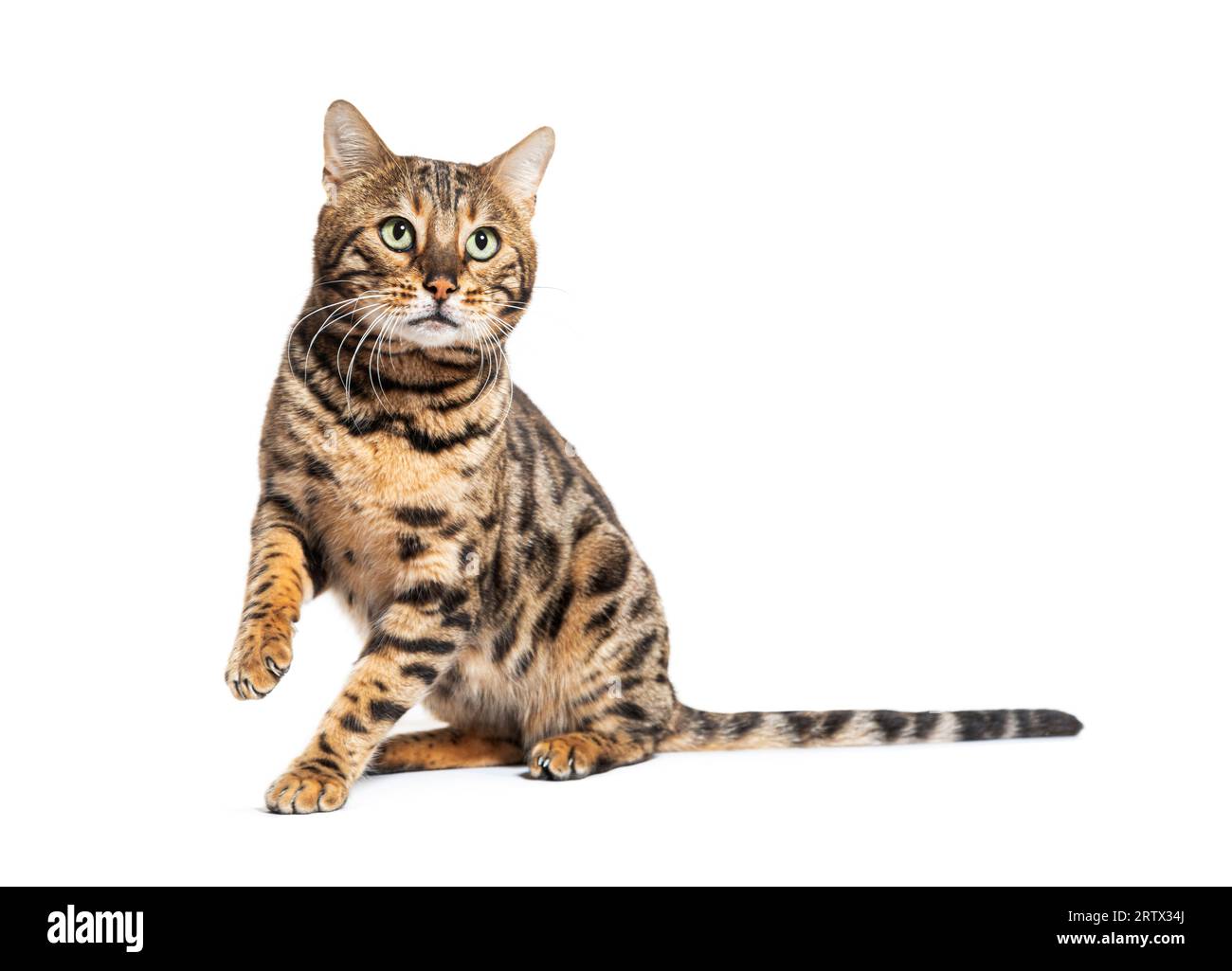Bengalkatze markiert den Anschlag und schaut weg, isoliert auf Weiß Stockfoto