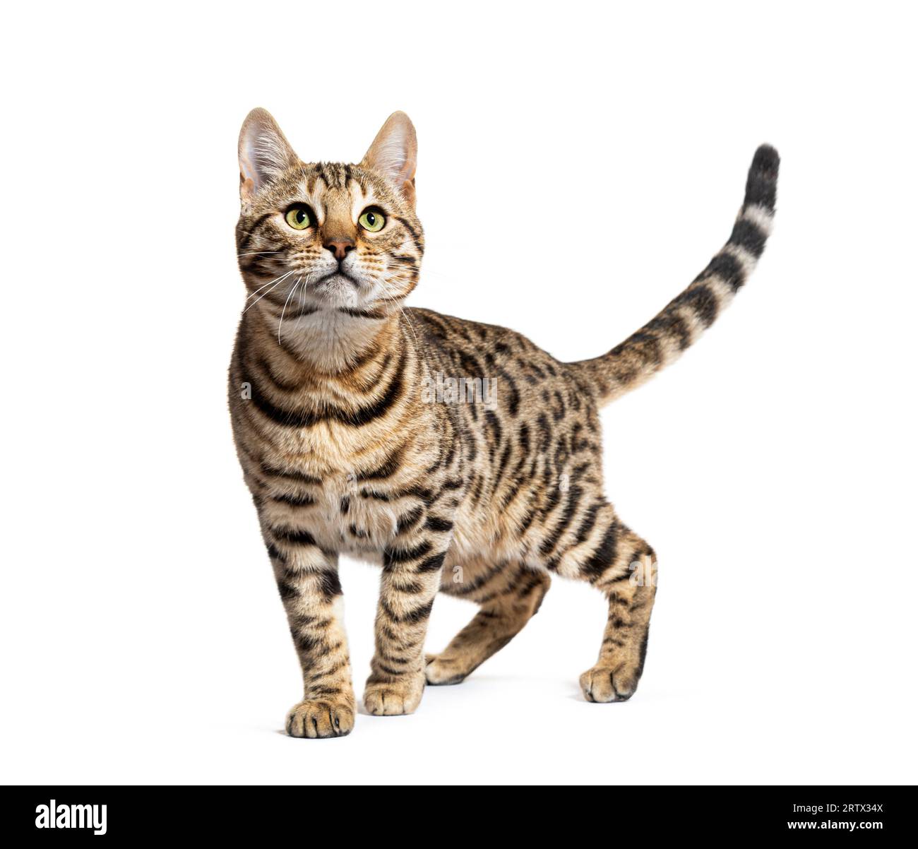 Bengalkatze markiert den Anschlag und schaut weg, isoliert auf Weiß Stockfoto