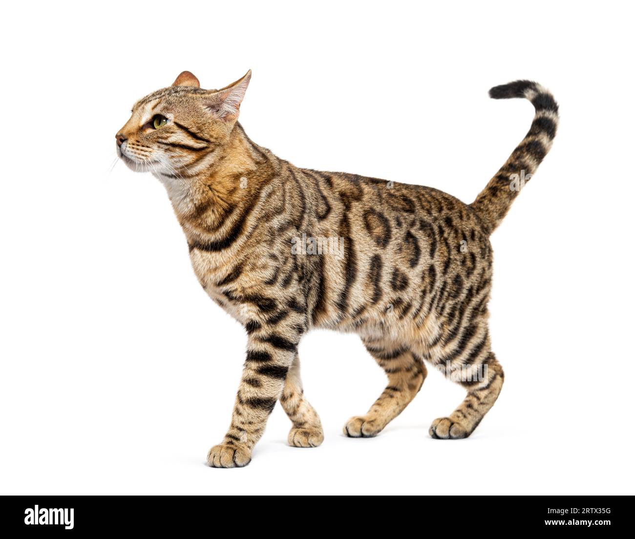 Bengalkatze markiert den Anschlag und schaut weg, isoliert auf Weiß Stockfoto