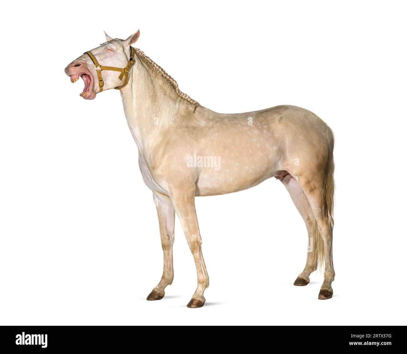 Pferd, mit einem Gurtzeug, weit geöffnetem Mund mit Zunge und Zähnen, sieht aus, als würde er laut lachen, isoliert auf weiß Stockfoto