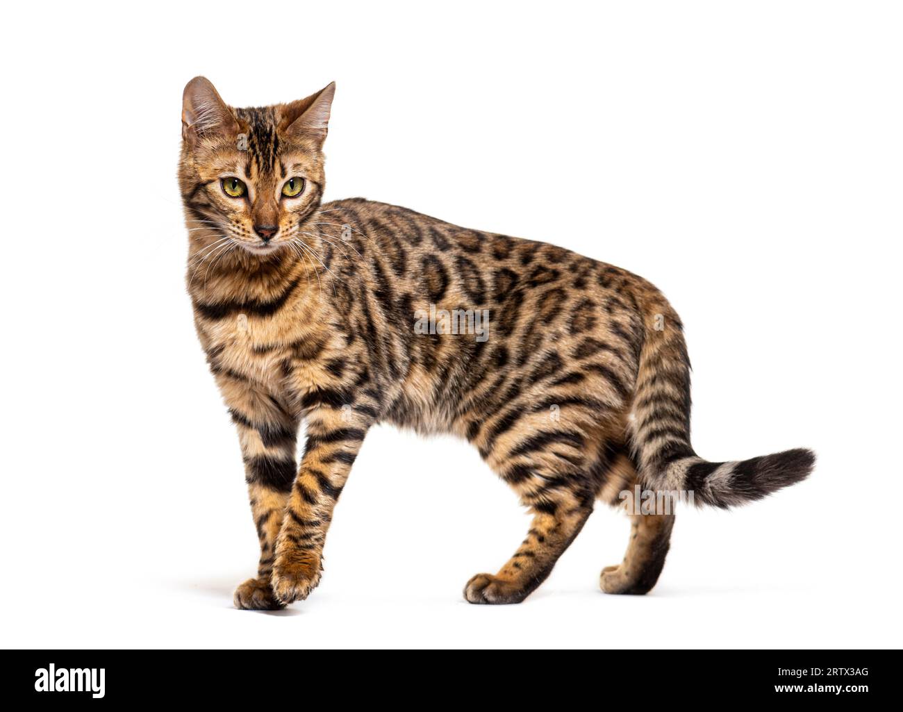 Bengalkatze markiert den Anschlag und schaut weg, isoliert auf Weiß Stockfoto