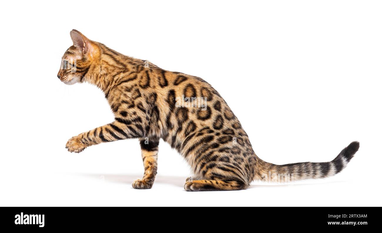 Bengalkatze markiert den Anschlag und schaut weg, isoliert auf Weiß Stockfoto