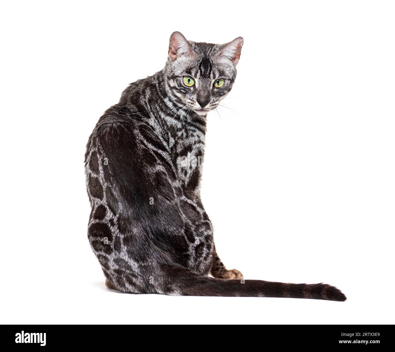 Rückansicht auf eine graue bengalische Katze, die auf die Kamera schaut, isoliert auf weiß Stockfoto