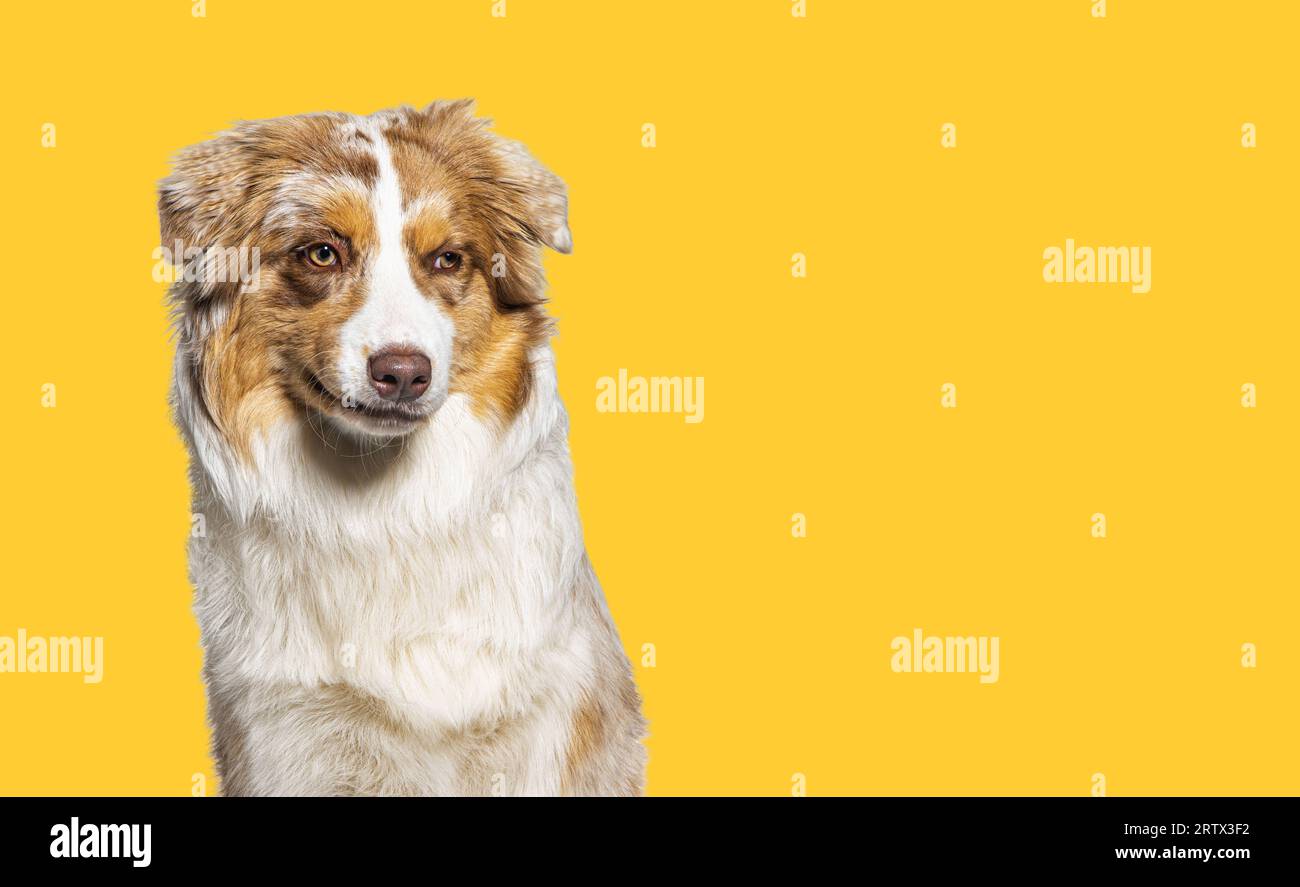 Porträt eines australischen Schäferhundes, der ein Gesicht vor einem gelben Hintergrund macht Stockfoto