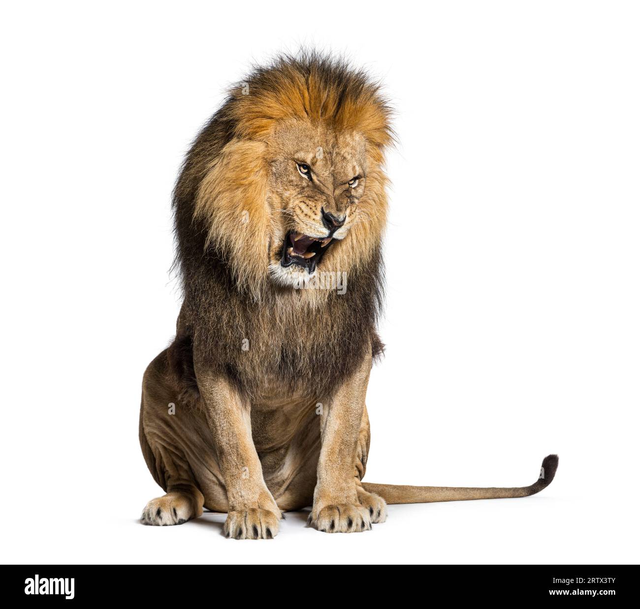 Sitzender Löwe, brüllend, knurrend und seine Zähne aggressiv zeigend, Panthera leo, isoliert auf weiß Stockfoto