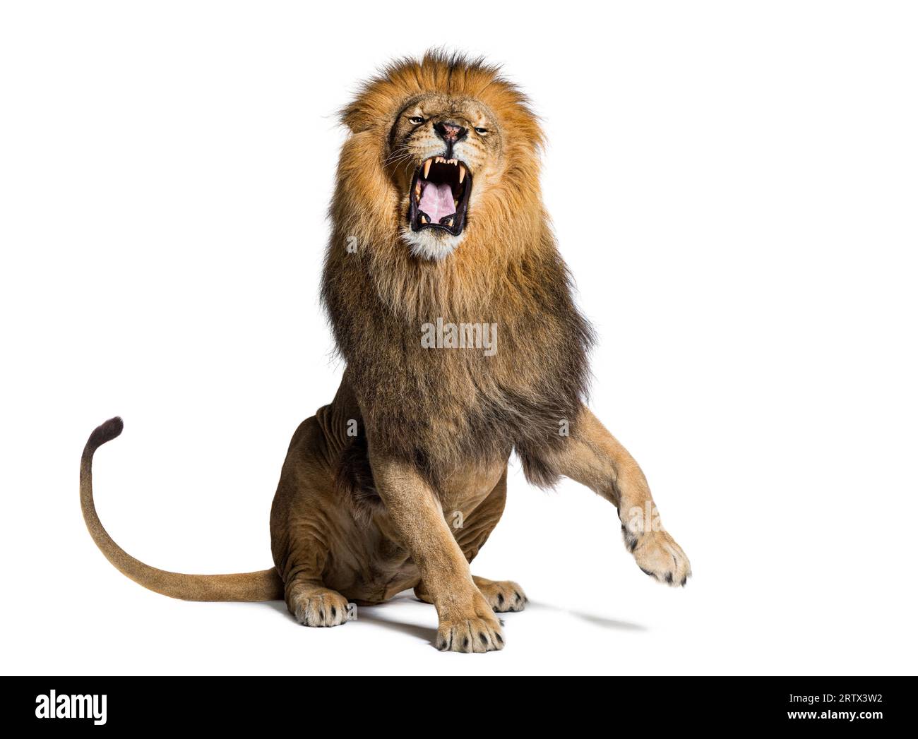 Löwe sitzt, zieht ein Gesicht, schaut auf die Kamera und zeigt ihre Zähne mit einer erhobenen Pfote, isoliert auf weiß Stockfoto
