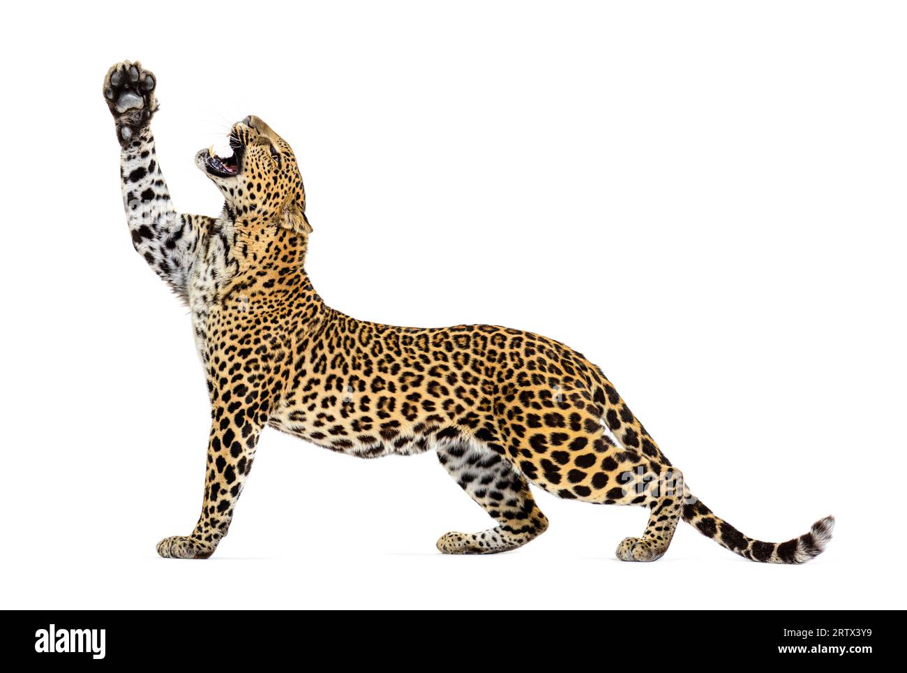 Seitenansicht eines Leoparden, der seine Pfoten nach oben streckt, der Mund offen zeigt seine Zähne, Panthera pardus, isoliert auf weiß Stockfoto