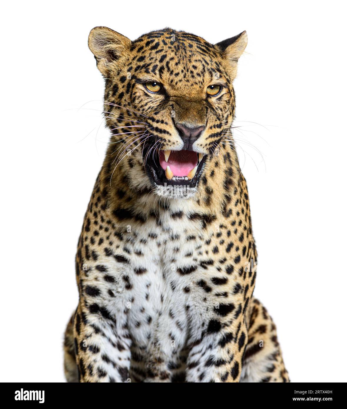 Gefleckter Leoparden brüllt und zeigt seine Hunde aggressiv, Panthera pardus, isoliert auf weiß Stockfoto