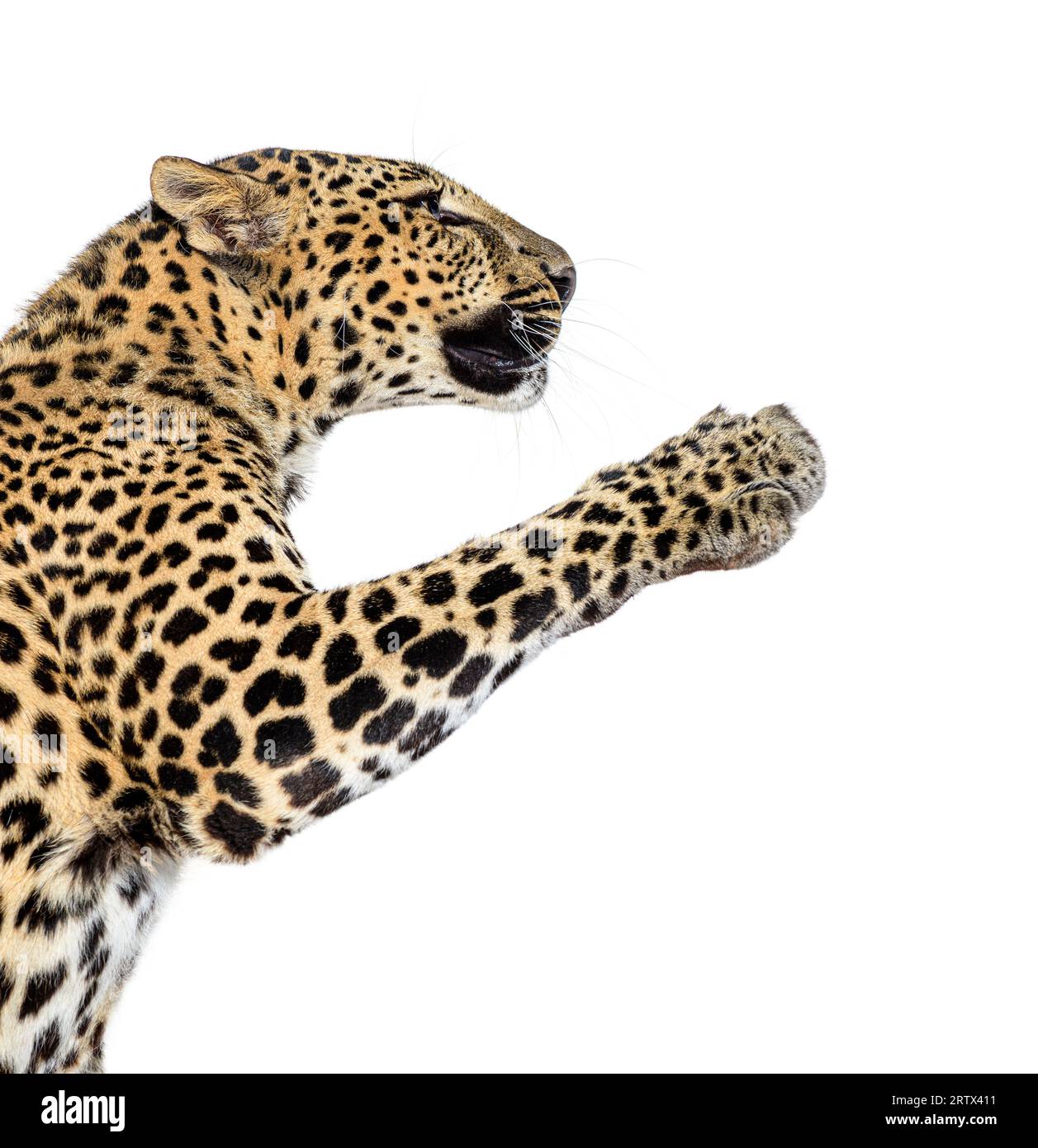 Gefleckter Leoparden Panthera pardus, der sich auf weiß abspaltet Stockfoto