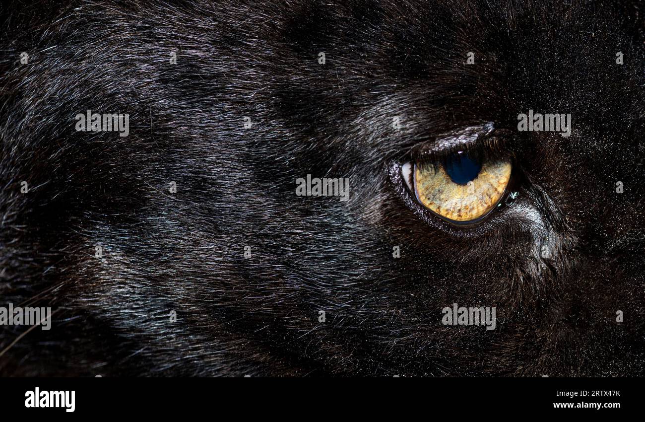 Nahaufnahme des gelben Auges eines schwarzen Leoparden, einer großen Katze Stockfoto