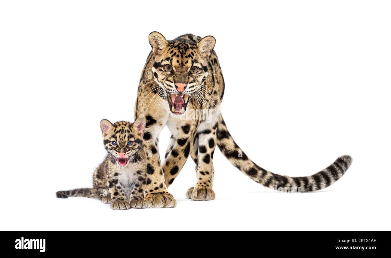 Mutter getrübter Leoparden und ihr Jungtier, Neofelis nebulosa, isoliert auf weiß Stockfoto