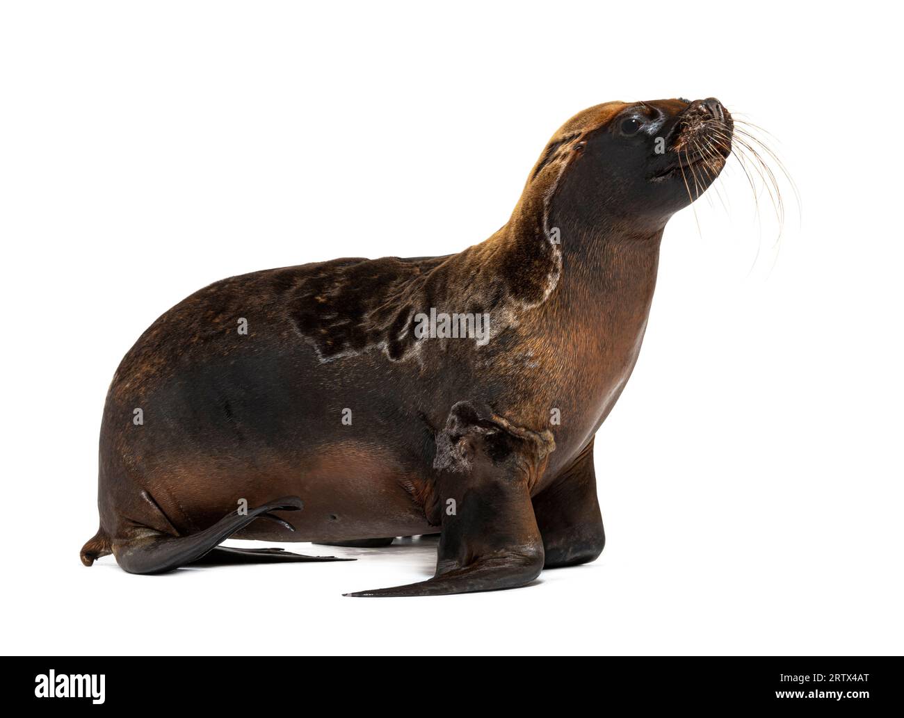 Südamerikanischer Seelöwe, Robbe, Otaria byronia, isoliert auf weiß Stockfoto