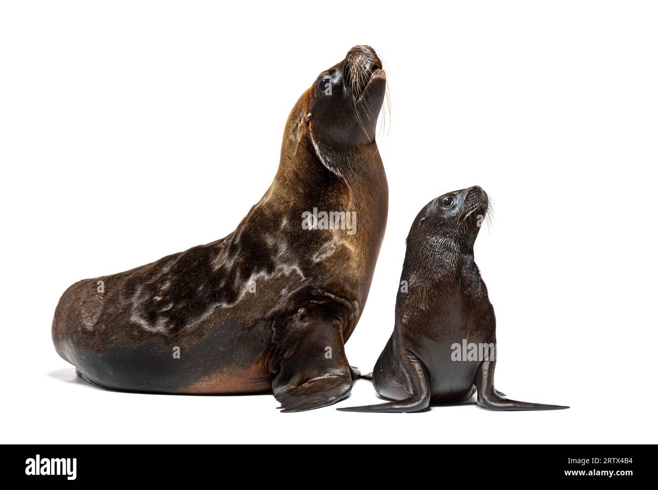 Zwei Monate alter Welpe und seine Mutter südamerikanischer Seelöwe, Otaria byronia, isoliert auf weiß Stockfoto