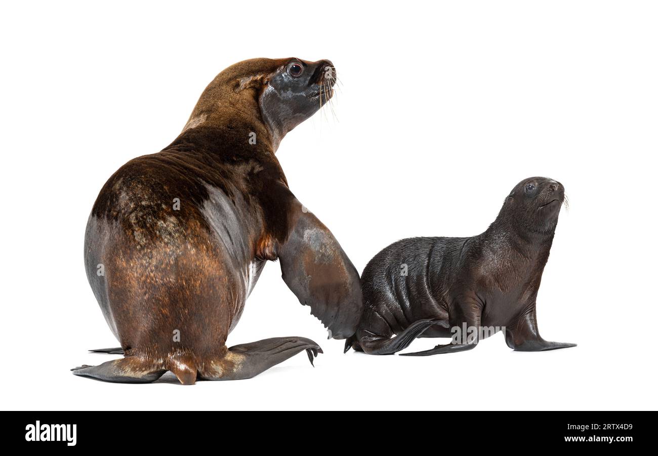 Zwei Monate alter Welpe und seine Mutter südamerikanischer Seelöwe, Otaria byronia, isoliert auf weiß Stockfoto