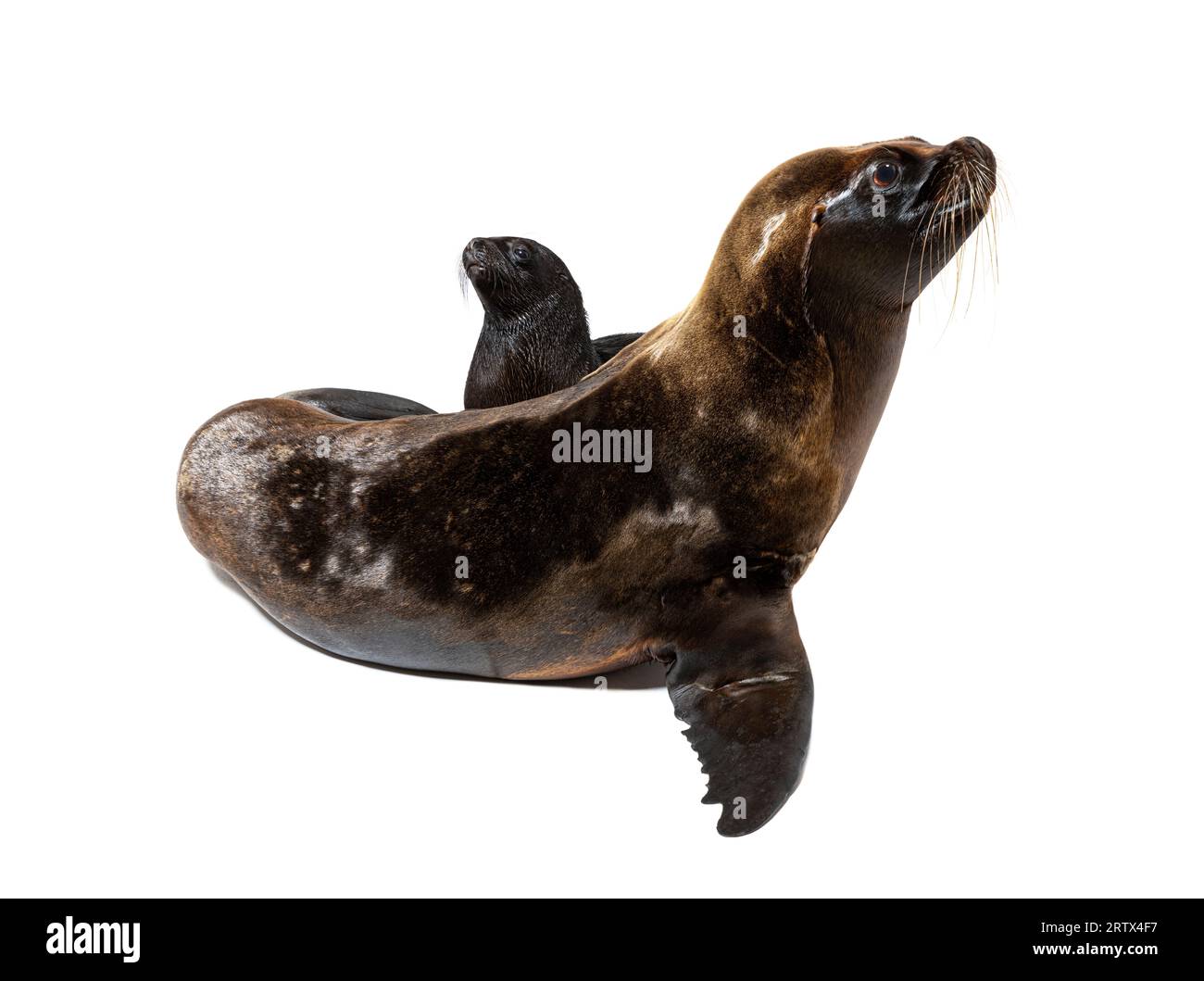 Zwei Monate alter Welpe und seine Mutter südamerikanischer Seelöwe, Otaria byronia, isoliert auf weiß Stockfoto