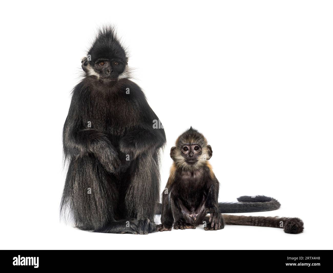 Mutter und Baby francois langur sitzen zusammen, isoliert auf weiß Stockfoto