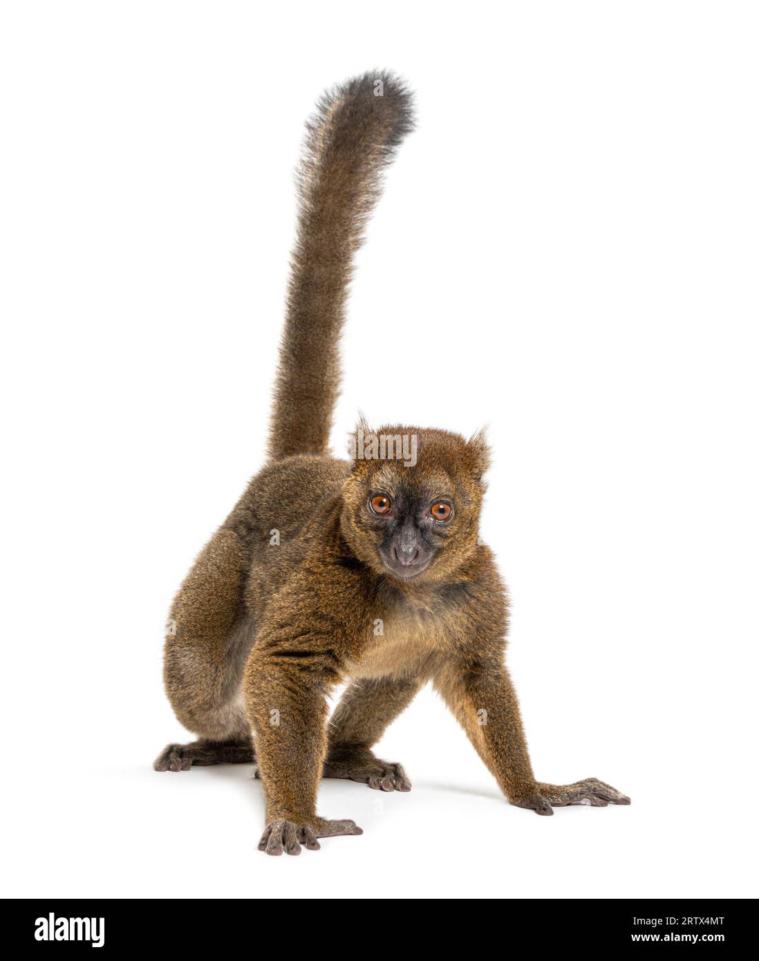 Großer Bambuslemur, Prolemur simus, isoliert auf weiß Stockfoto