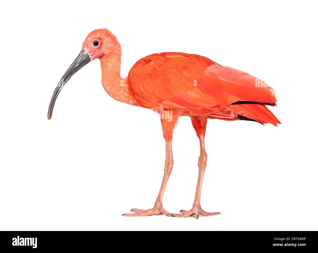 Scharlachrote Ibis, Eudocimus ruber, isoliert auf weiß Stockfoto