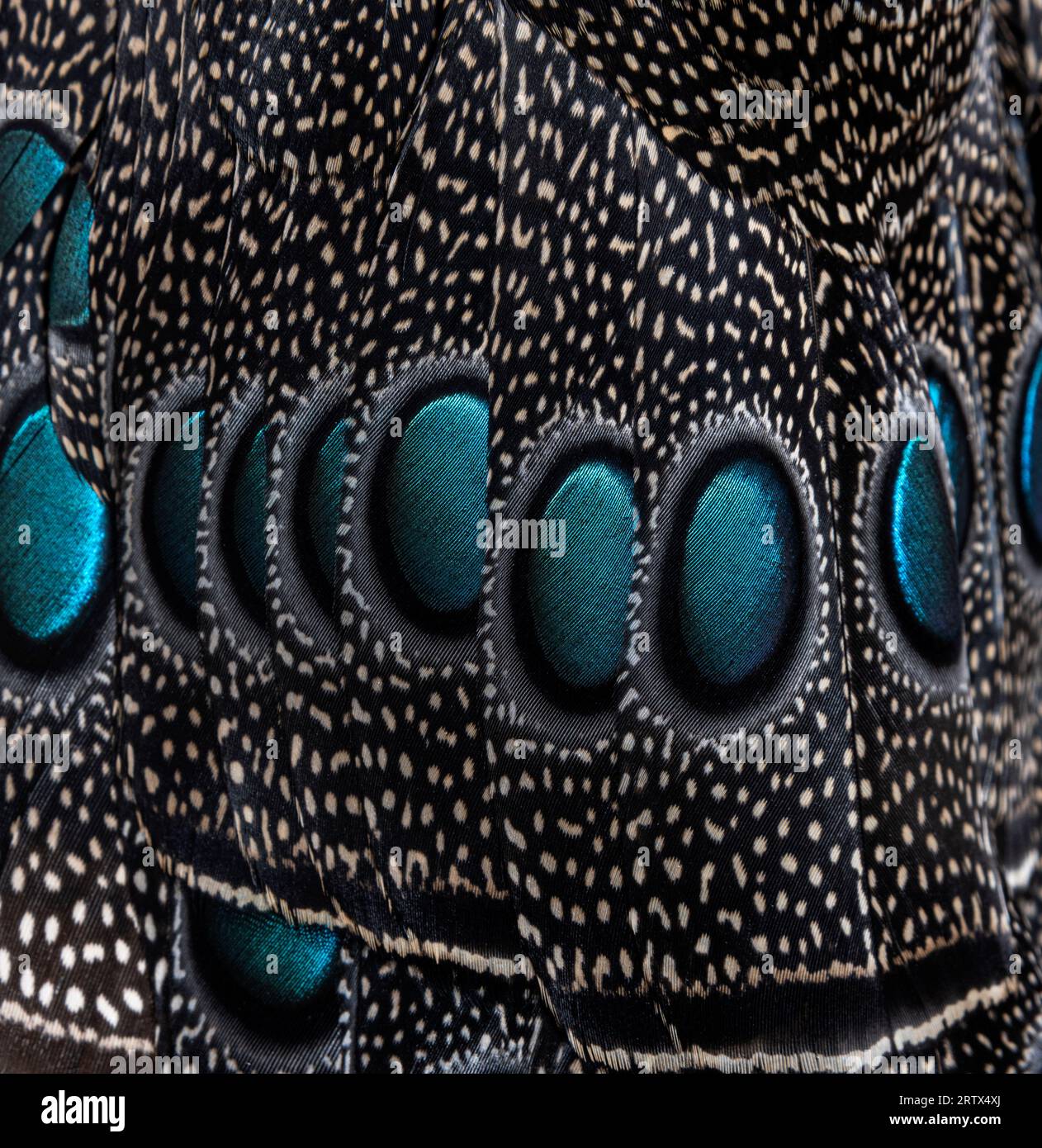 Nahaufnahme von Augentöpfen oder Ozelen an den Palawan-Pfau-Fasanenfedern, Polyplectron napoleonis Stockfoto