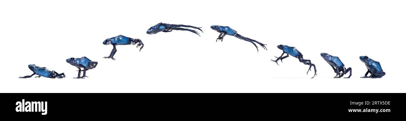 Blue Poison Dart Frosch Jumping Animation Sequence, Dendrobates Tinctorius azureus, isoliert auf weiß Stockfoto