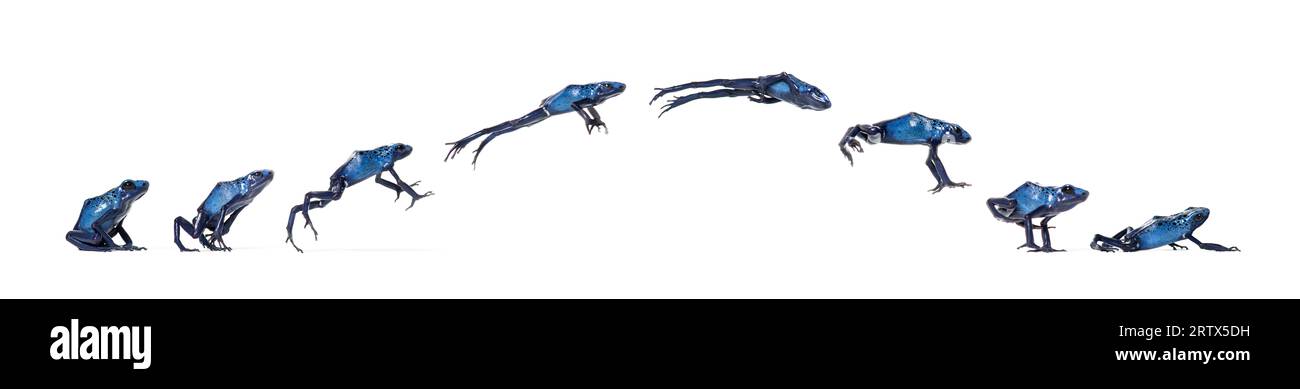 Blue Poison Dart Frosch Jumping Animation Sequence, Dendrobates Tinctorius azureus, isoliert auf weiß Stockfoto