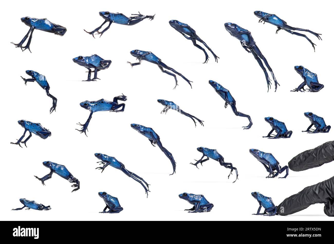 Anordnung von vielen Fotos eines Blauen Giftpfeilfrosches, der springt, Dendrobates tinctorius azureus, isoliert auf weiß Stockfoto