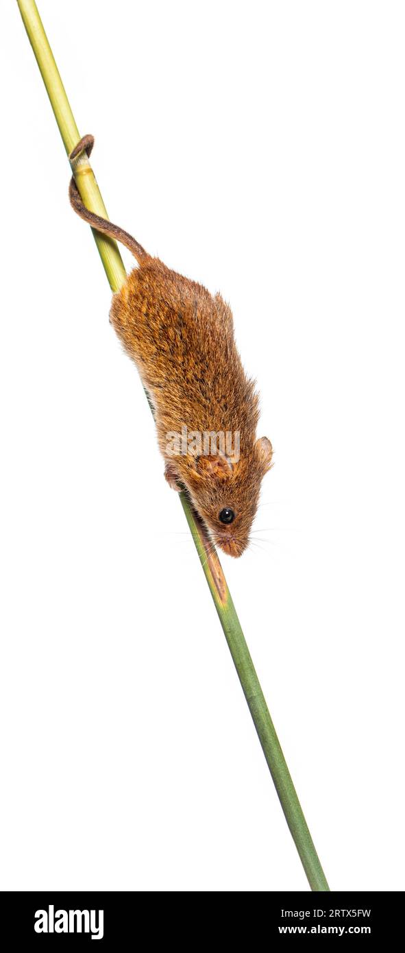 Ernte Maus, Micromys minutus, kletternd halten und ausbalancieren mit dem Schwanz auf hohem Gras, isoliert auf weiß Stockfoto