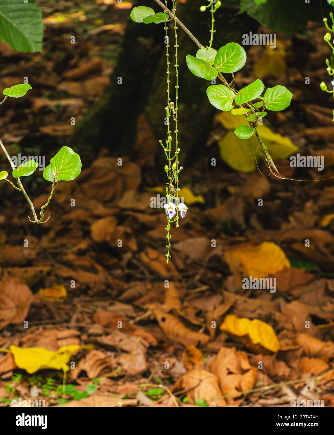 Bogor Botanical Gardens, Indonesien Stockfoto