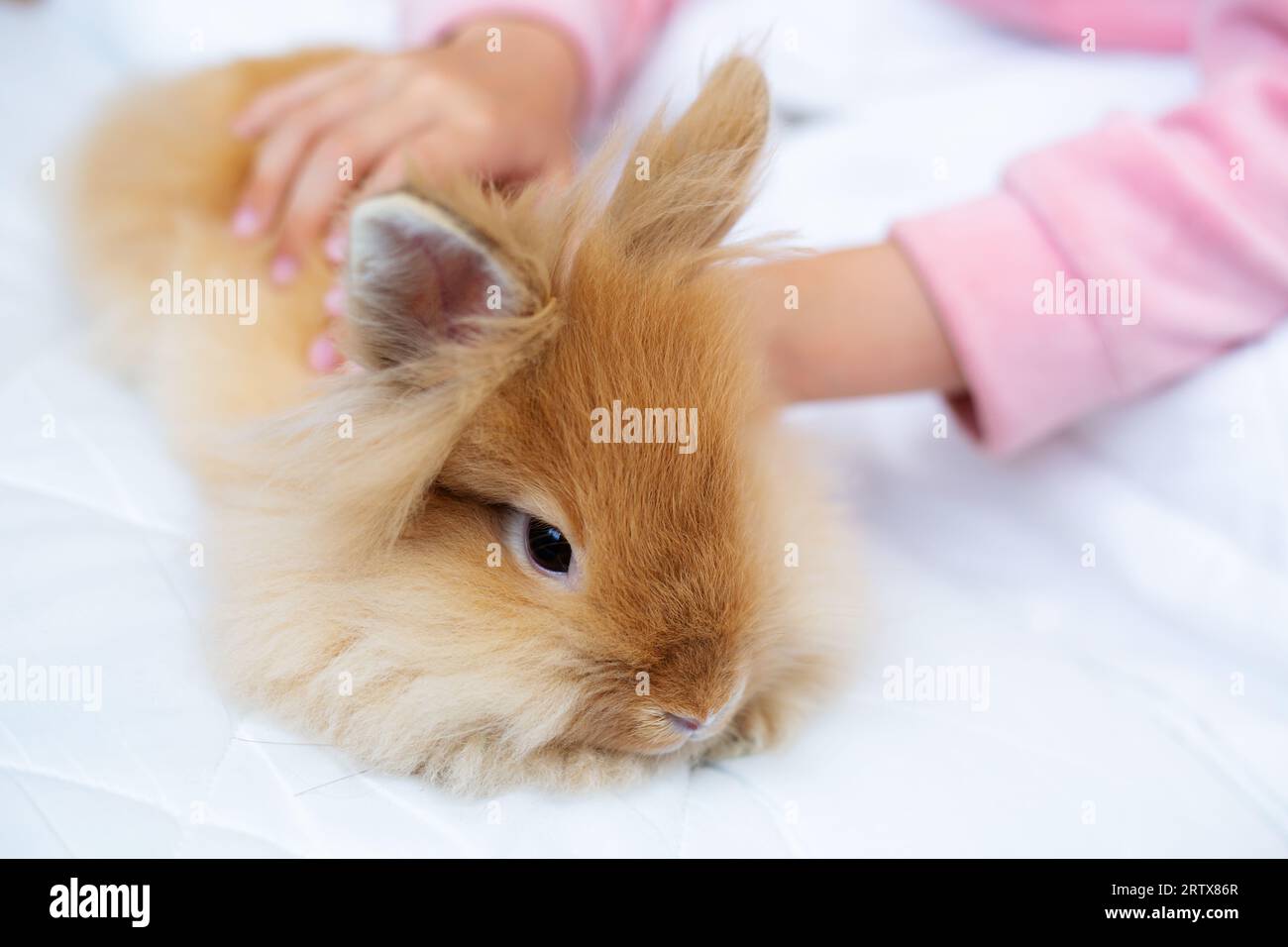Schönes junges lächelndes Mädchen umarmt ein kleines rotes Kaninchen; Kind und Kaninchen Stockfoto