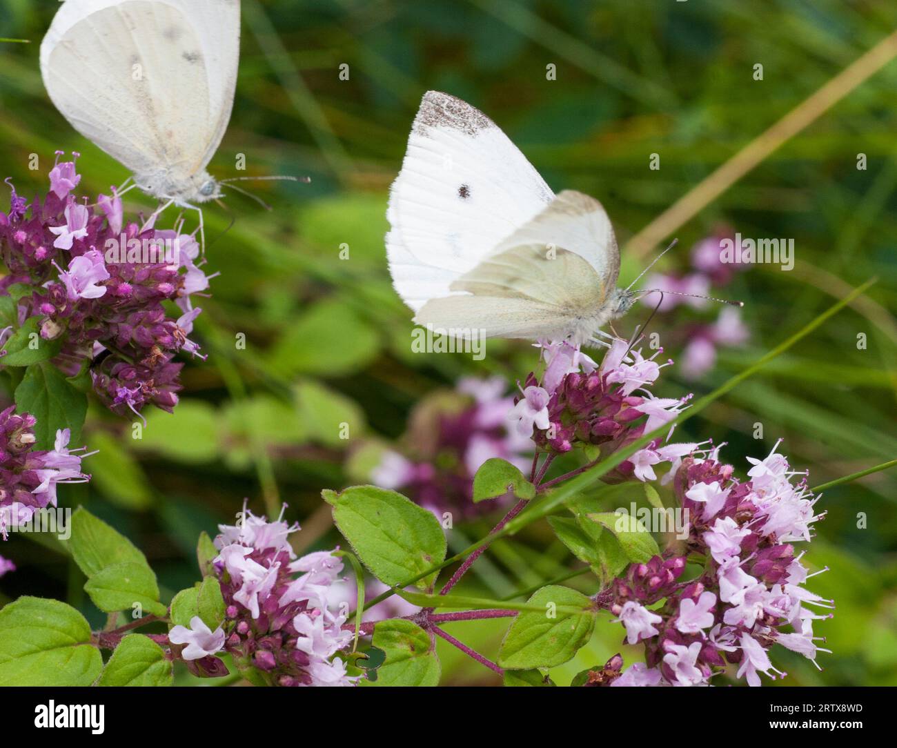 PIERIS RAPAE und ein grün-geäderter weißer Schmetterling auf Oregano-Blume Stockfoto