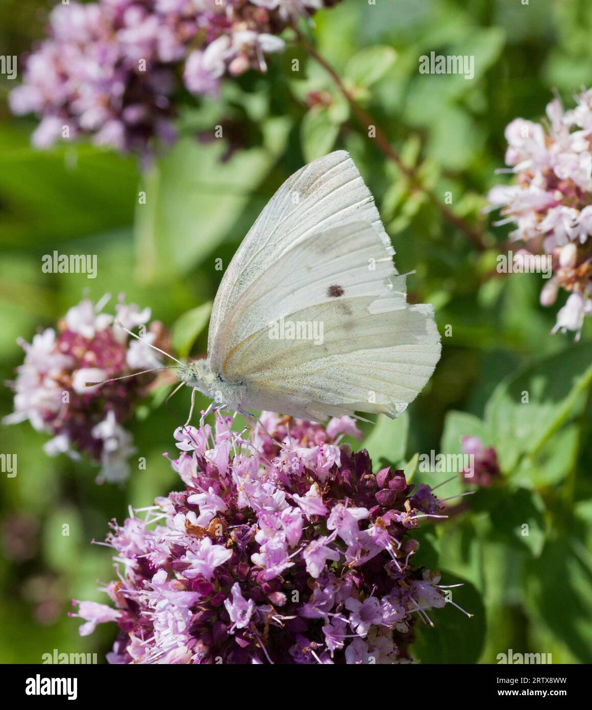 PIERIS RAPAE, bekannt als kleiner weißer Schmetterling auf Oregano-Blume Stockfoto
