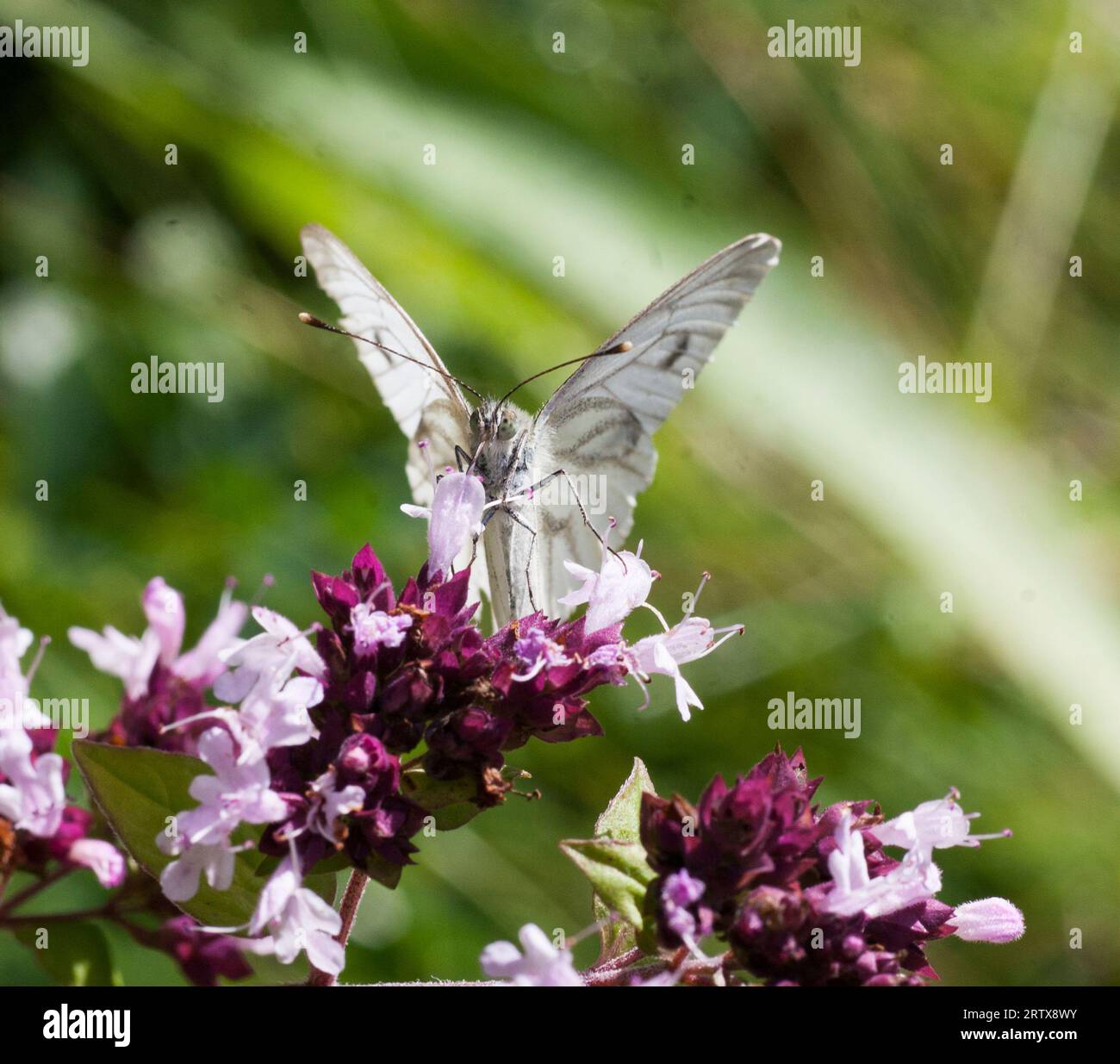 WEISSER Schmetterling MIT GREN-ADERN auf Oregano-Blume im Garten Stockfoto