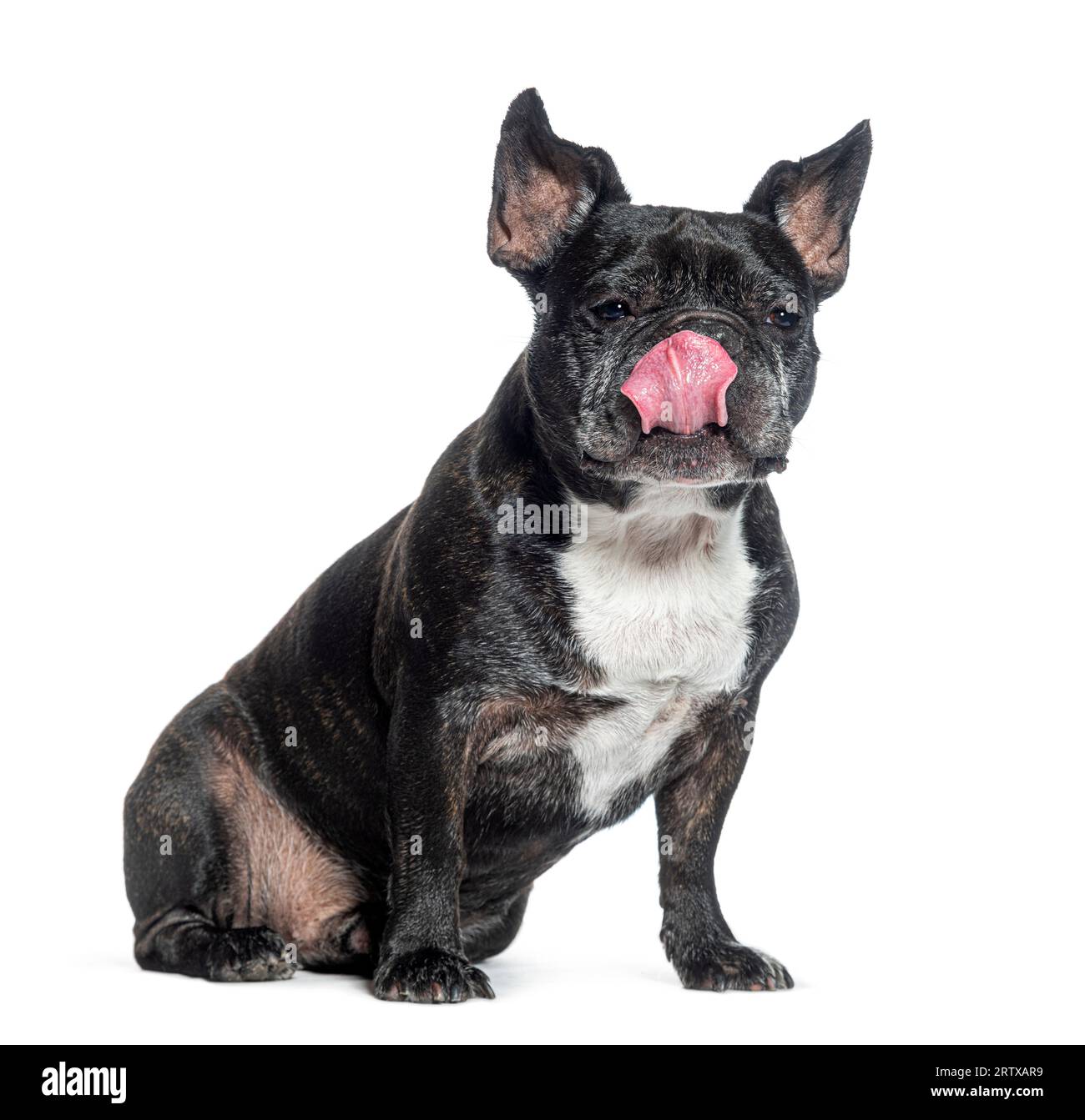 Gieriger alter französischer Bulldog leckt seine Lippen und wartet darauf zu essen, isoliert auf weiß Stockfoto