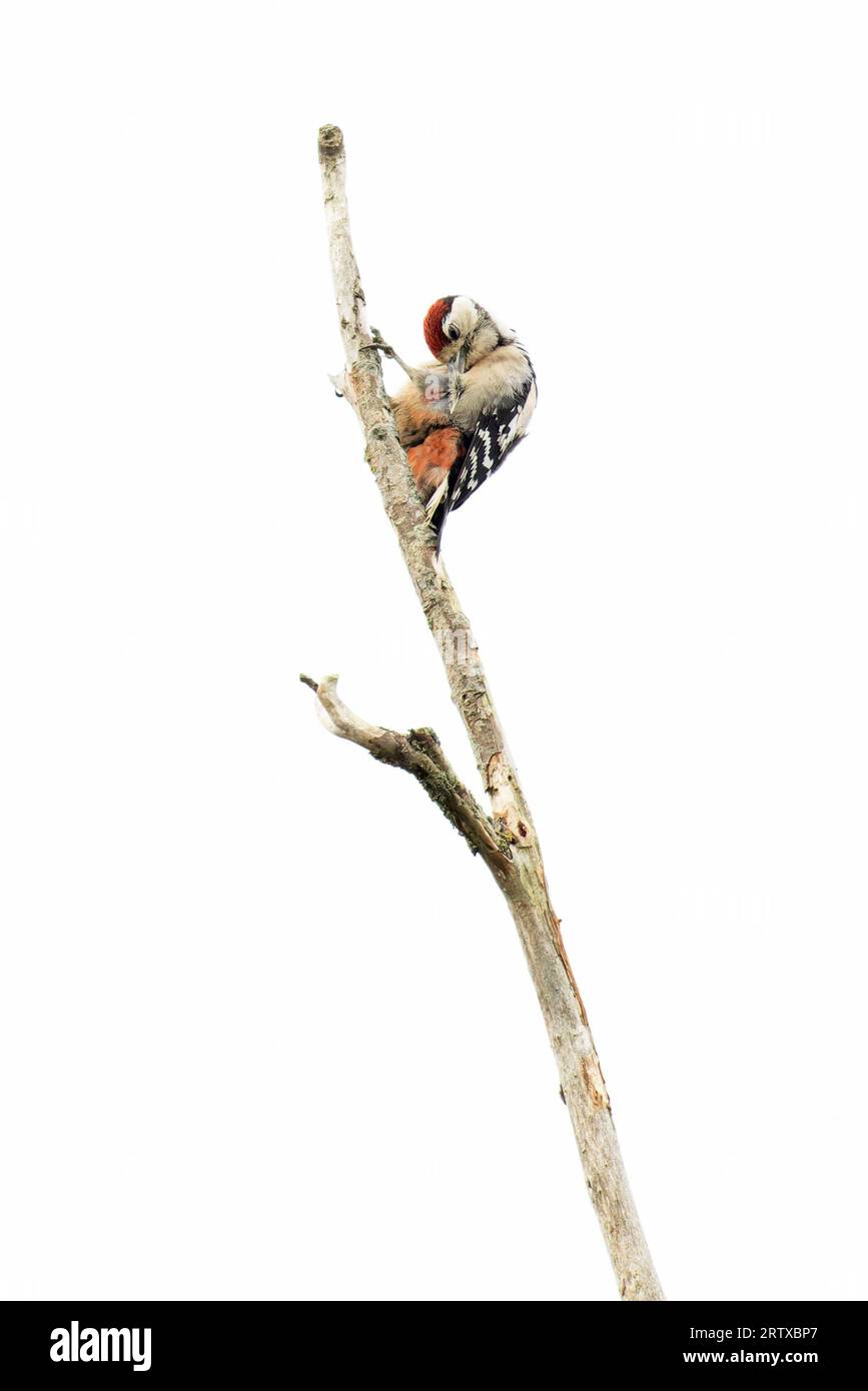 Great Spotted Woodpecker (Dendrocopos Major) juvenile Preening Norwich Juli 2023 Stockfoto