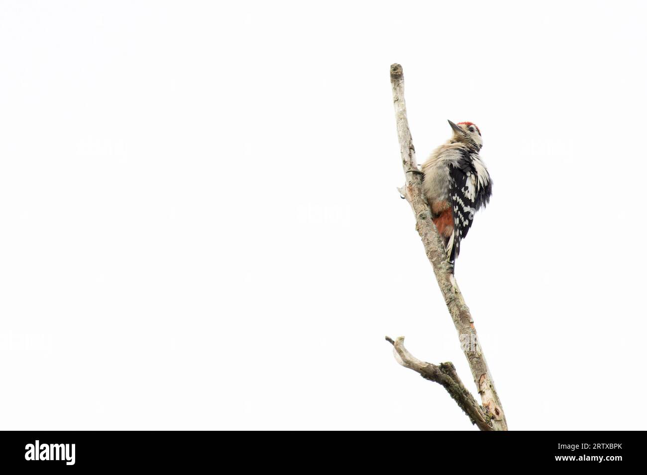 Great Spotted Woodpecker (Dendrocopos Major) Junges Norwich Juli 2023 Stockfoto