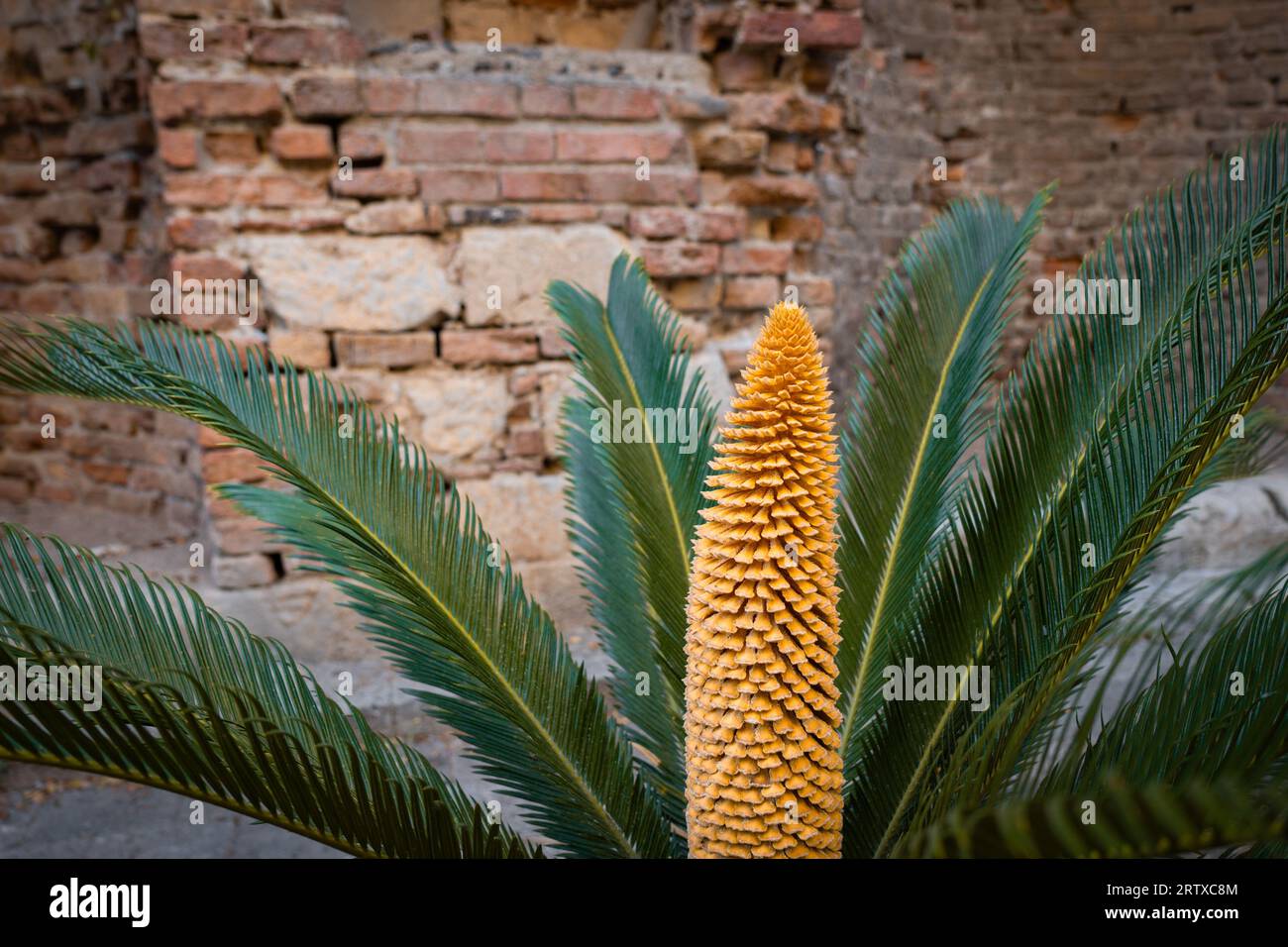 Cycas revoluta oder Sagopalme und alte Pflanze, die im Freien wächst, mit ornamental aussehenden langen gelben männlichen Fortpflanzungskegel Stockfoto