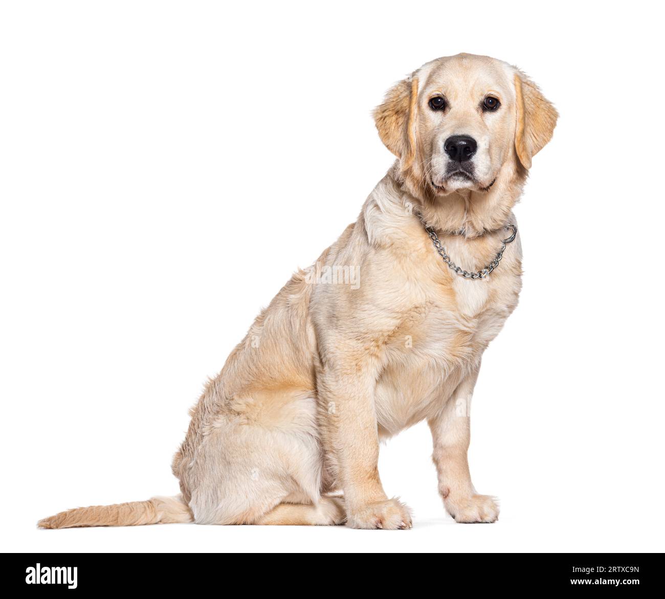 Junge Creme Golden Retriever mit einer Kragen Kette, sitzend und schauend Kamera, isoliert auf weiß Stockfoto