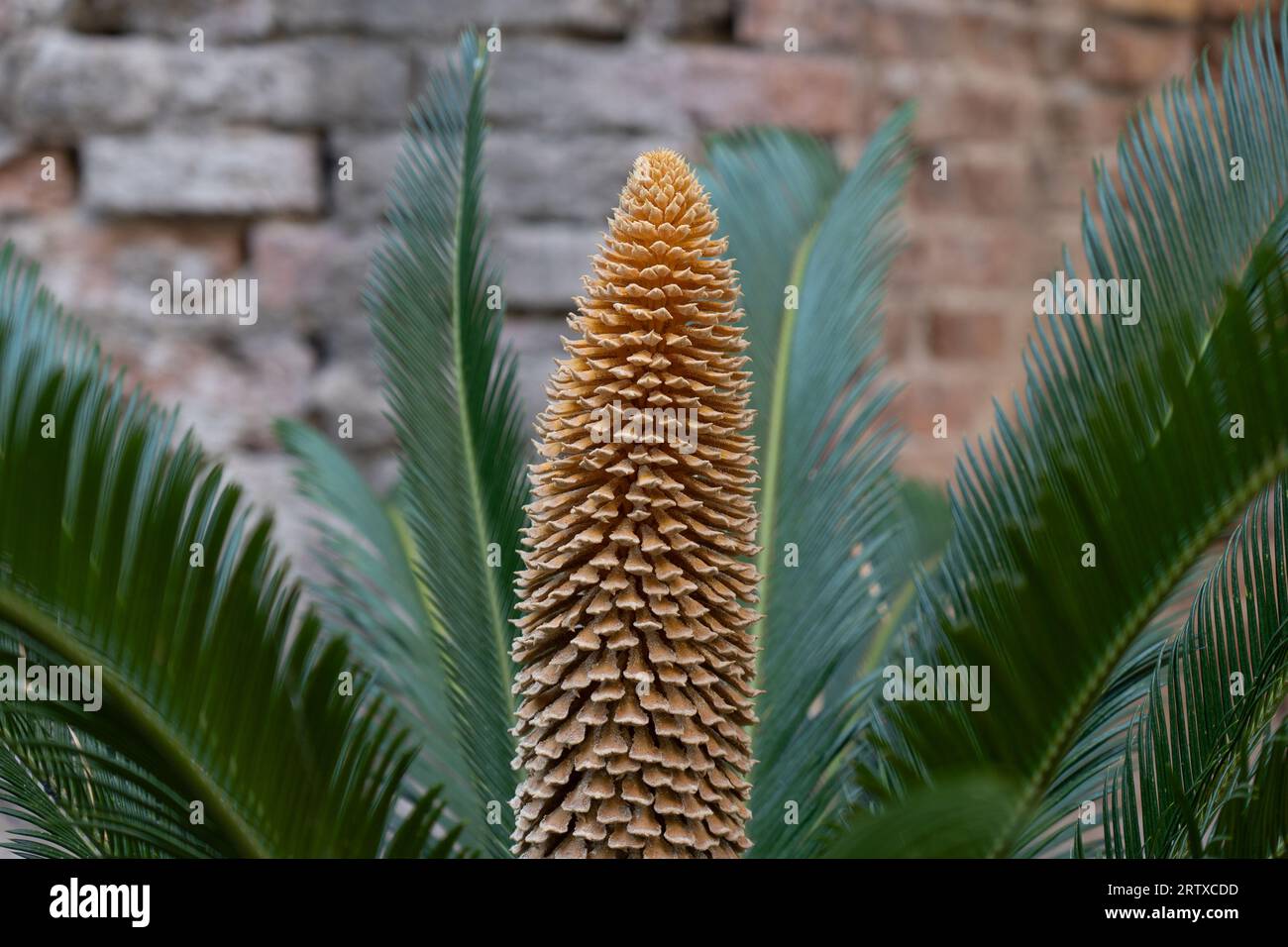 Cycas revoluta oder Sagopalme und alte Pflanze, die im Freien wächst, mit ornamental aussehenden langen gelben männlichen Fortpflanzungskegel Stockfoto