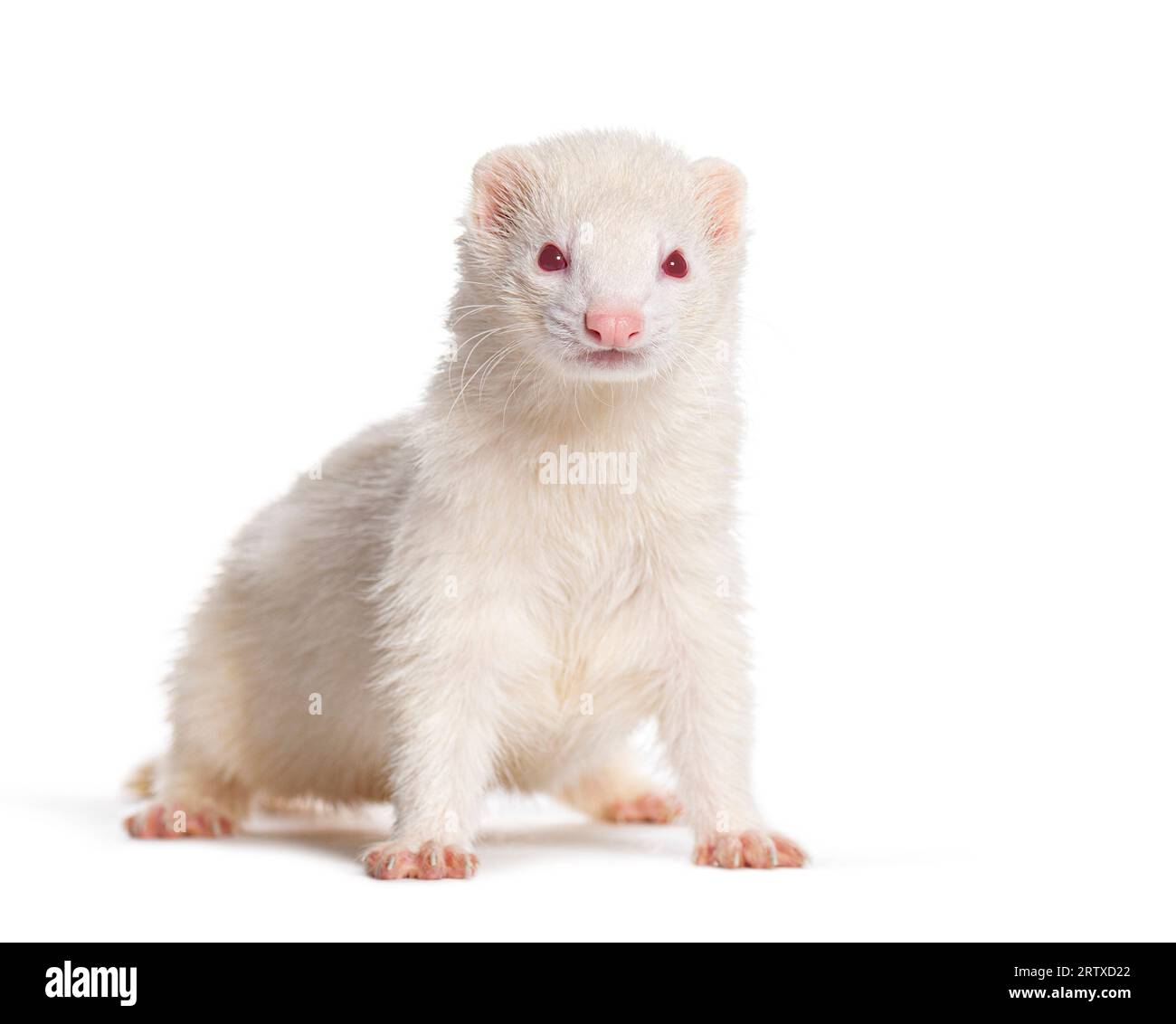 Weißer Albino, Ferret steht in der Mitte und schaut auf die Kamera, isoliert auf weiß Stockfoto